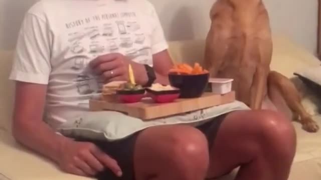 Dog tries its best to hide begging while owner eats