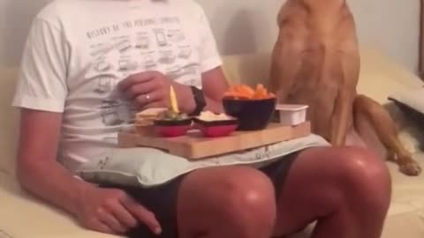 Dog tries its best to hide begging while owner eats