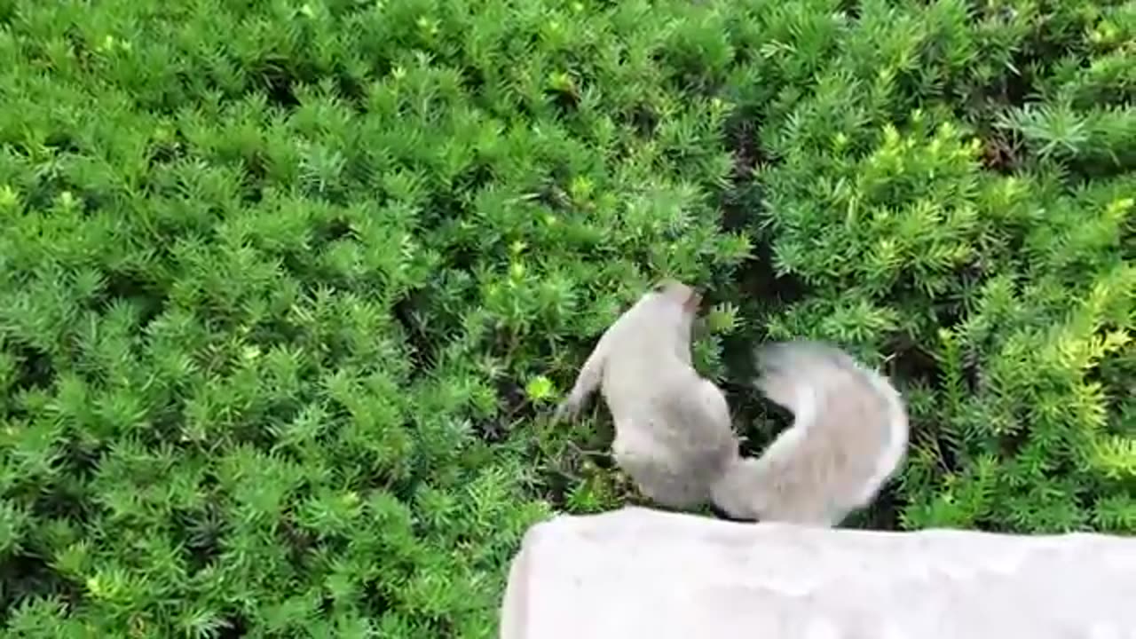 gentle baby squirrel