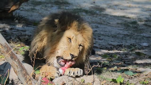 The king of the forest and his meal!