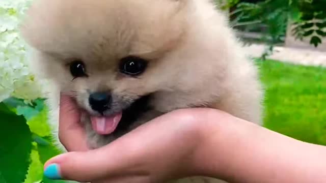 Cute puppy dog।। cutedogs5