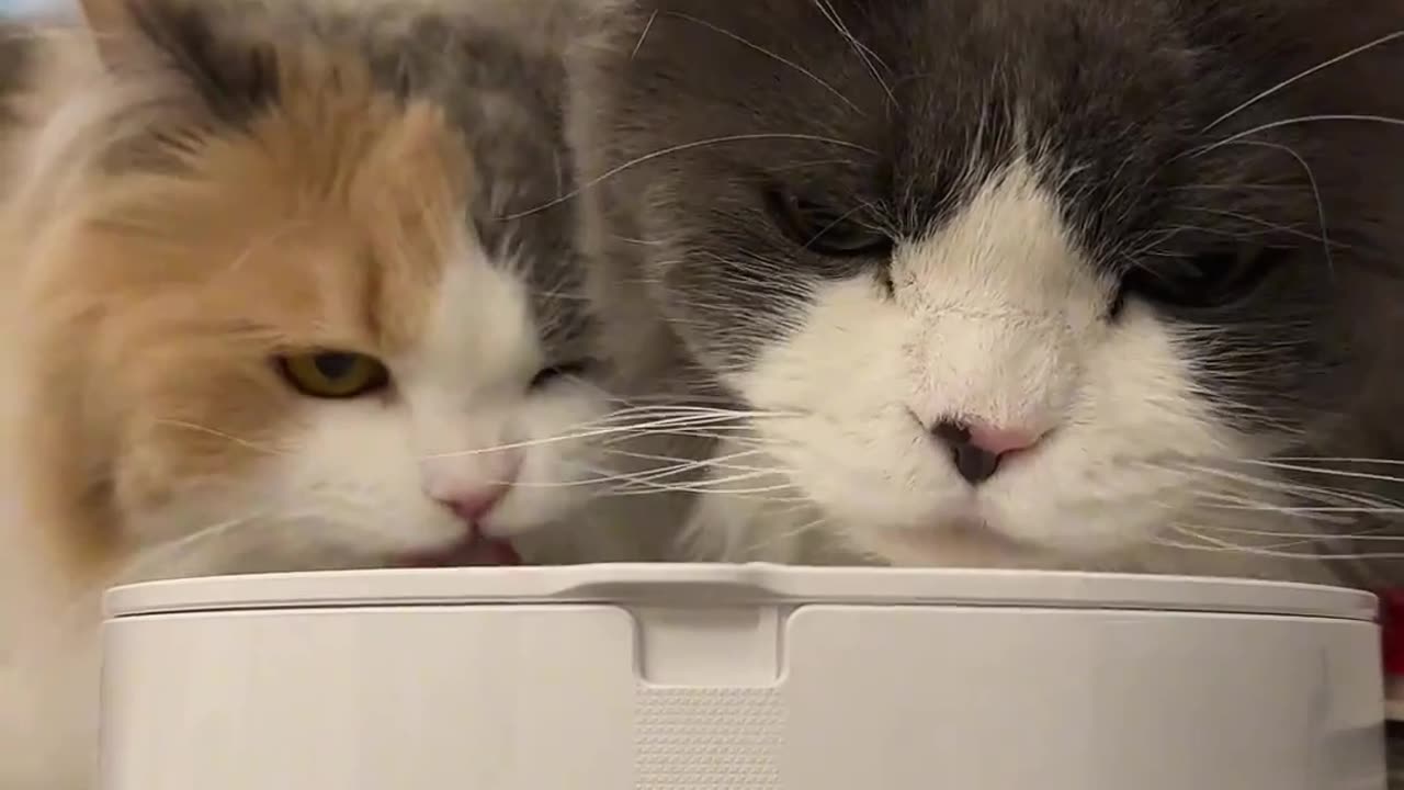 Two cats who love to drink water！