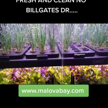 Kankakee Higher Class Having A Green Day