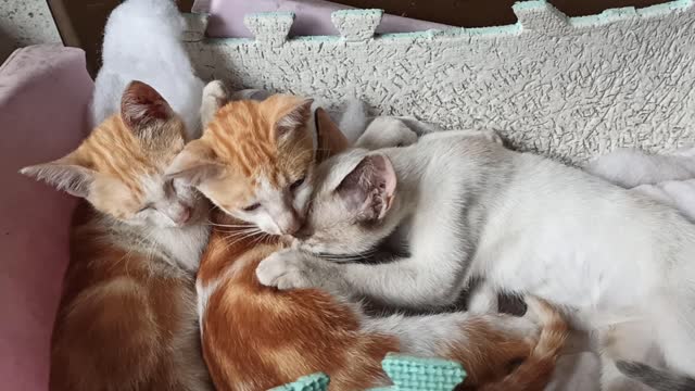 Three cute cats