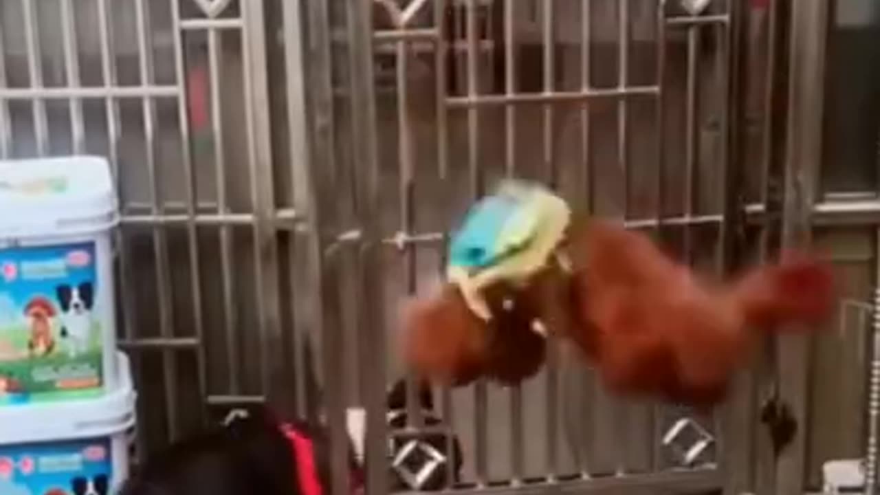 Funny dog | comedy animals