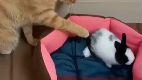 kitten taking care of the bunny