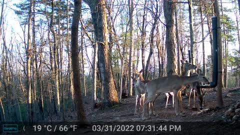 The Woods - 04/01/2022