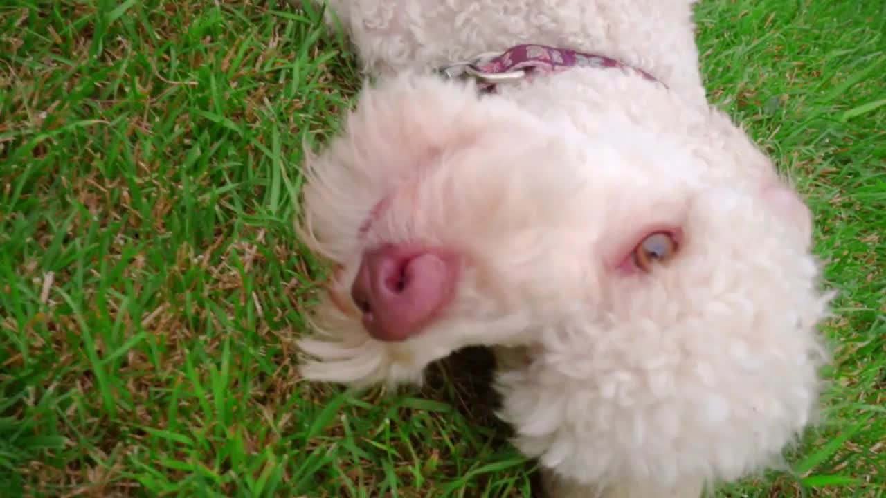 Dog face close up. Dog licking lips