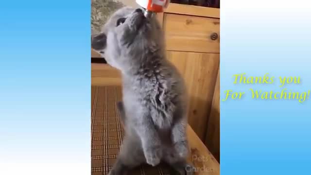 Watch these pets go crazy, REALLY FUNNY$CUTE