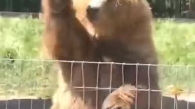 cute bear caught the bread 😂 very talented bear❤