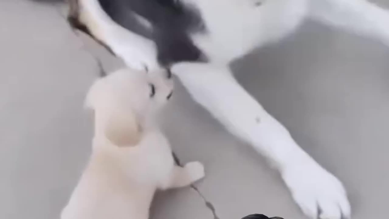 Small puppy and Big dog are fight on the eat