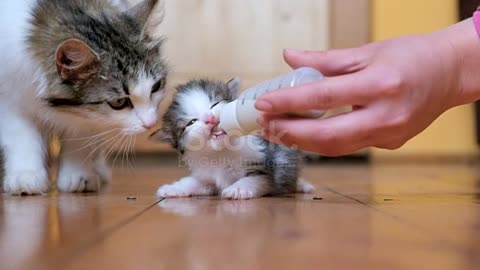 Girl feeding cat
