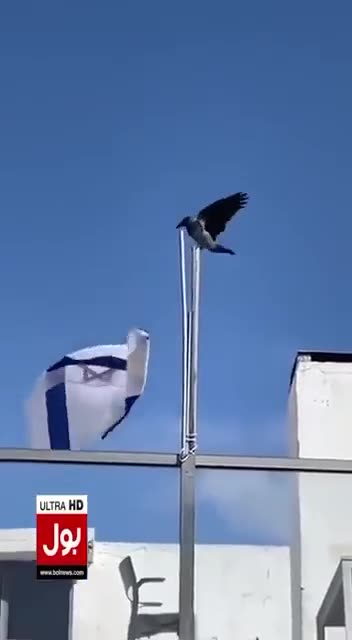 A bird joins the Hamas fight against Israel.