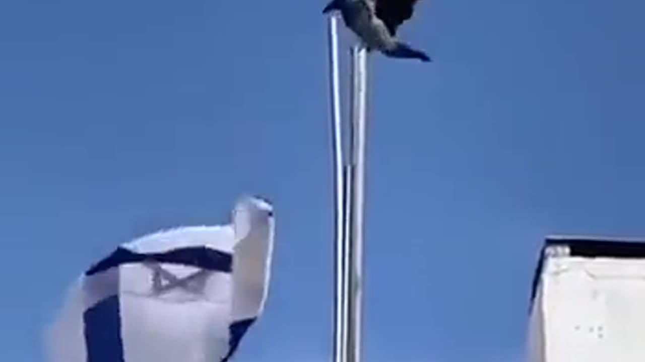 A bird joins the Hamas fight against Israel.