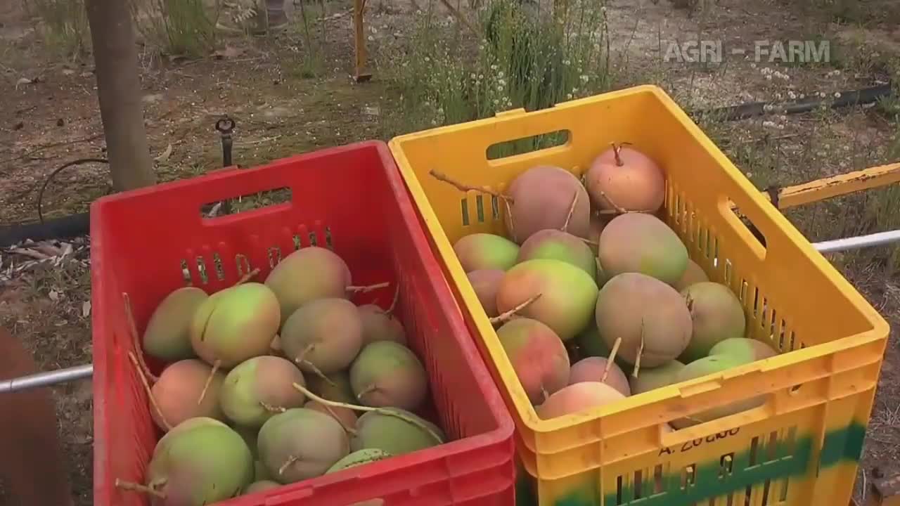 Mango Harvesting Machine | Mango Farm Agriculture Technology | How to Pick Mangos