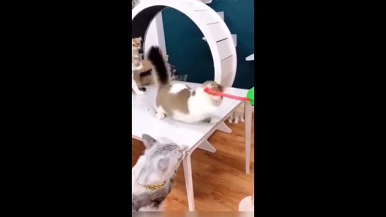 Funny Cat Video