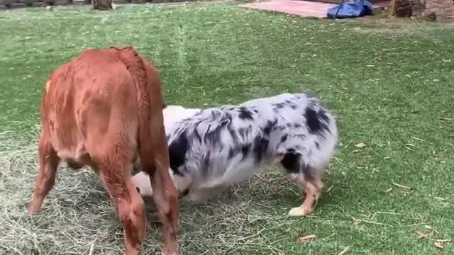 Dog playing with calf