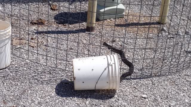 Snake at a cell tower