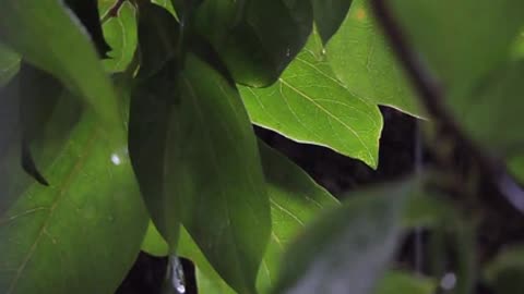 Rain and Leaves