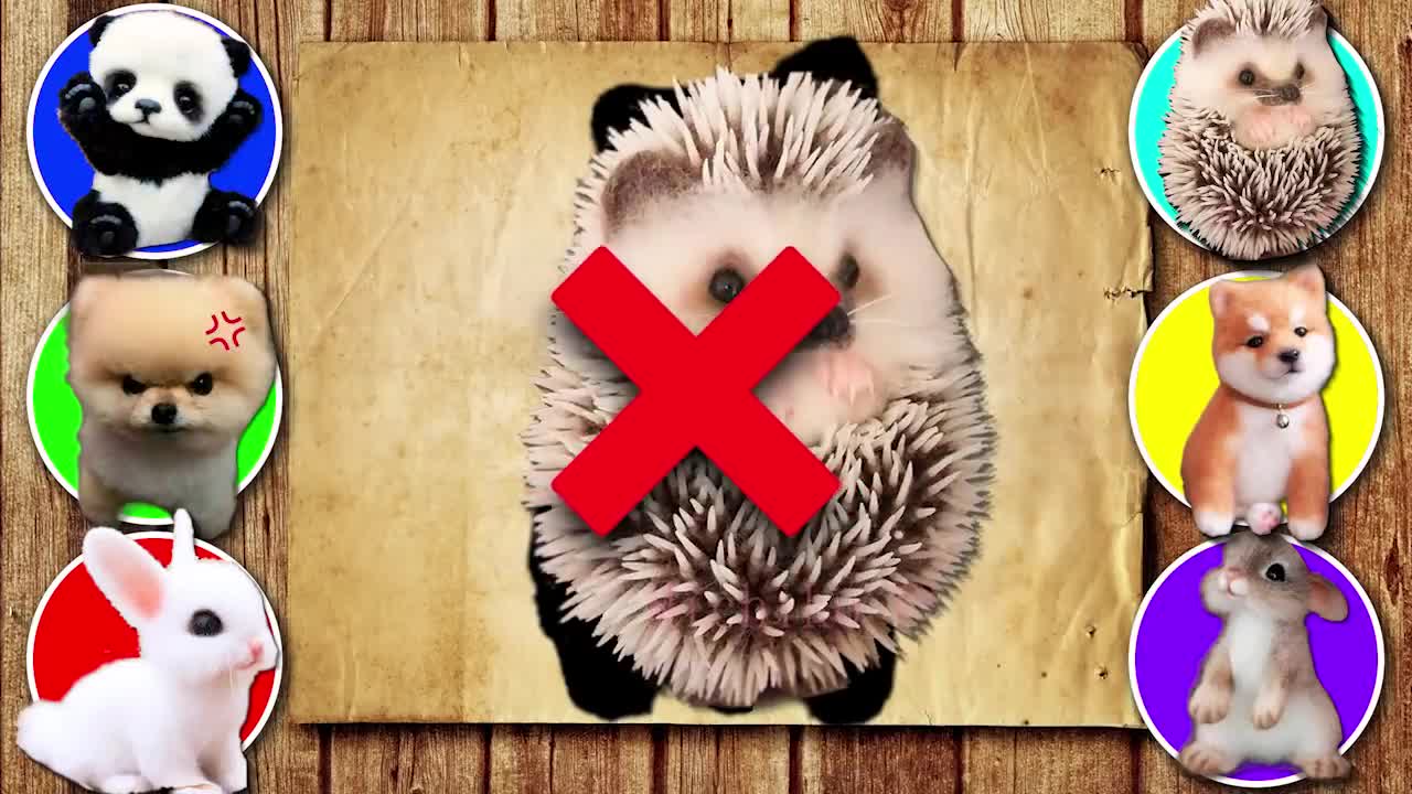 CUTE ANIMALS Panda, Rabbit, Hedgehog, Dog, Hamster, Hare 팬더 토끼 고슴도치 개 햄스터 토끼