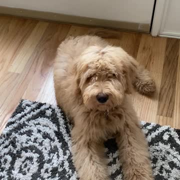 Talking goldendoodle