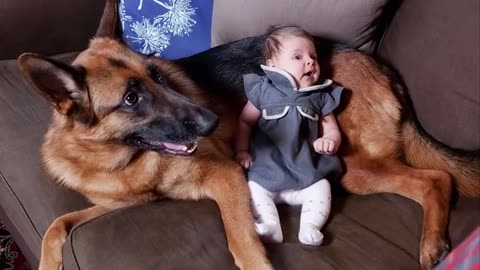 When Huge German Shepherd Becomes Nanny for His Baby Cute Moments