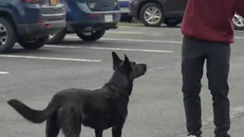 5 dog training and tips
