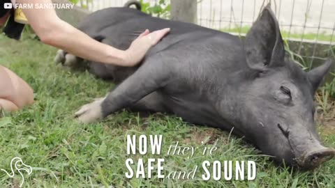 These Sanctuary Pigs Take Their Fun Underwater