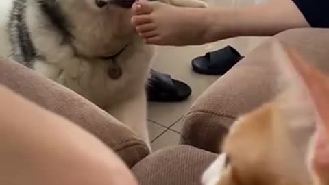 DOG: tastes very salty