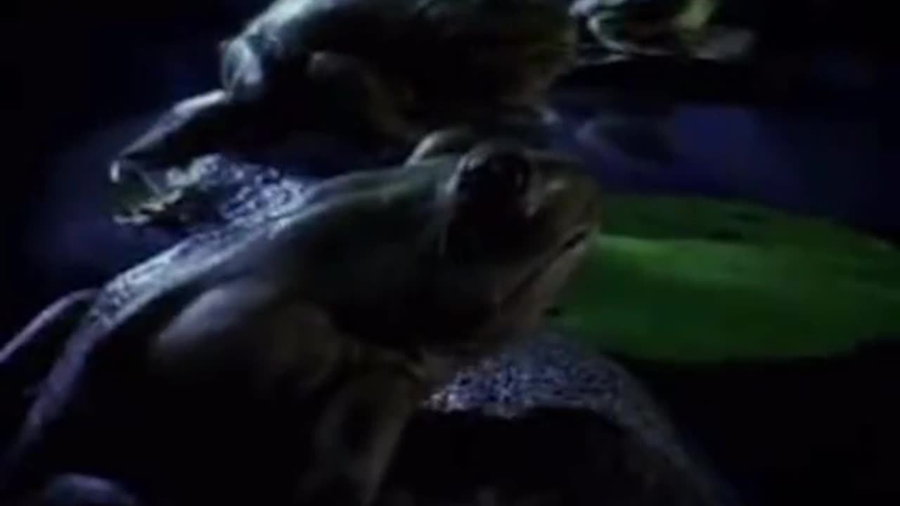 These Frogs Got It Right.......