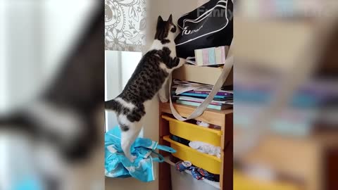 Funniest Cat Videos That Make Your Day Better 😻