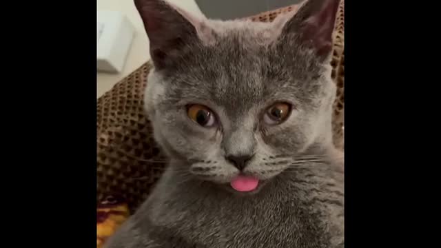 Cutest Cat Naughty Tongue