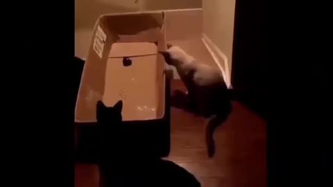 funny cat