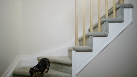 Small Dog Does Not Want To Go Up The Stairs