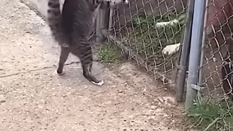 CAT Berserker. Do you think if you can bark at me behind the fence?