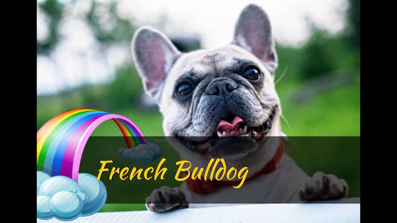 french bulldog so cute