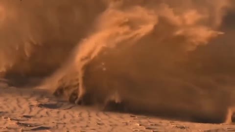 Group of lions vs lonely giraffe