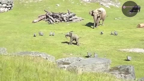 Hilarious Wild Animals: Funniest Moments in Nature’s Playground!
