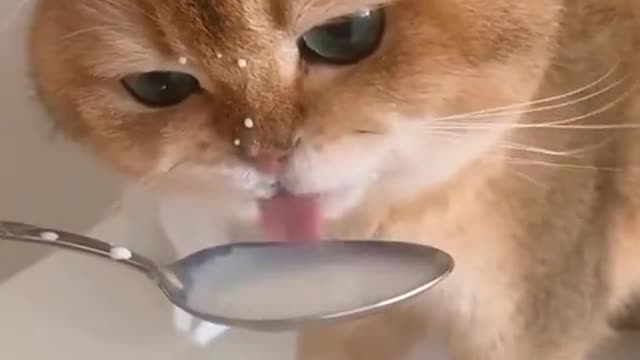 cute and funny cat videos to keep you smiling