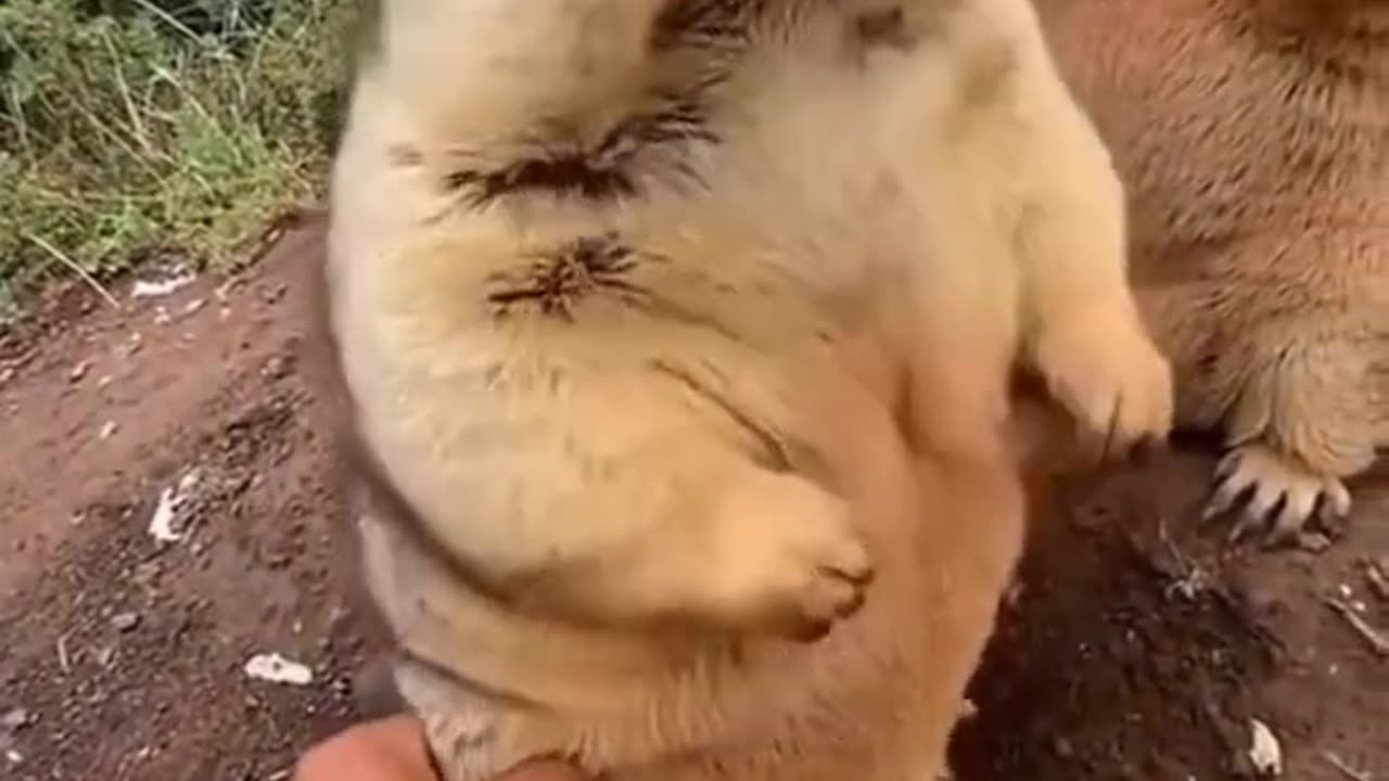 Cute animal