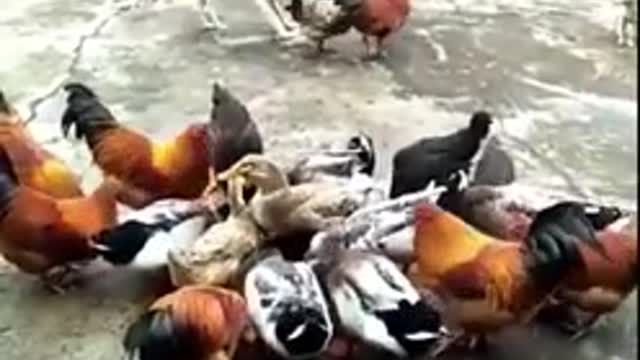 yt1s.com - Chicken VS Dog Fight Funny Dog Fight Videos