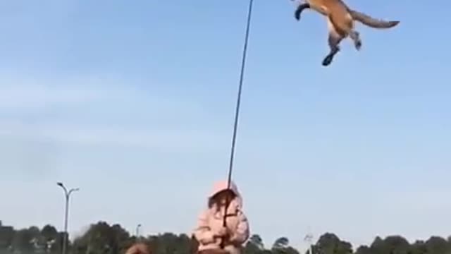 Flying dog|German shepherd dog trainer's works