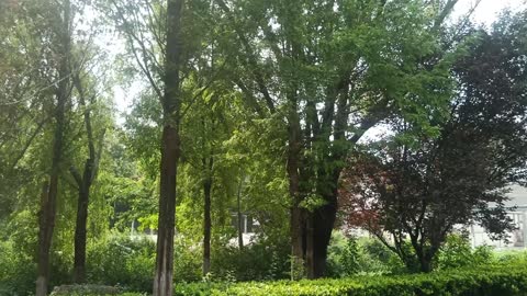 This row of towering trees is really spectacular