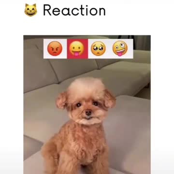 cat emoji reaction