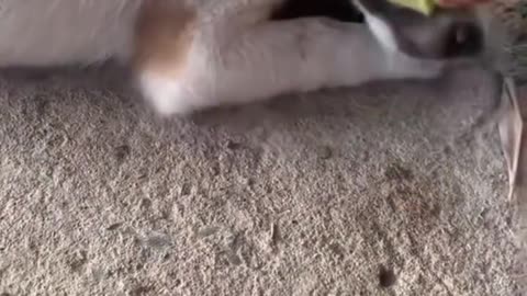 Funniest Cats and Dogs