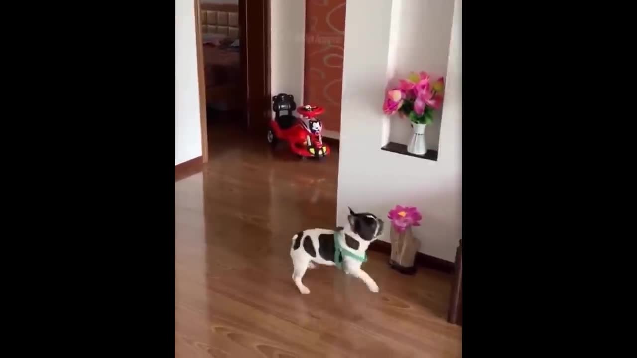 Funniest Animals - Best Of The 2021 Funny Animal Videos #41