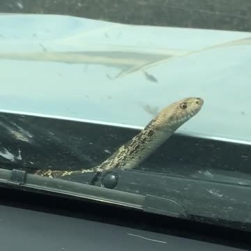 He heard that life is highway and he just wanted to see what that was about! 🚘🐍