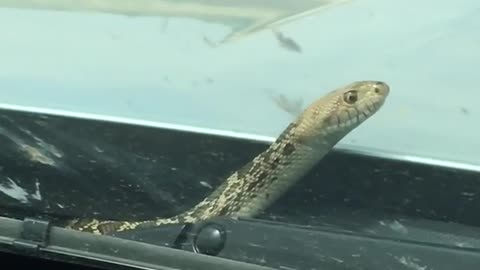 He heard that life is highway and he just wanted to see what that was about! 🚘🐍