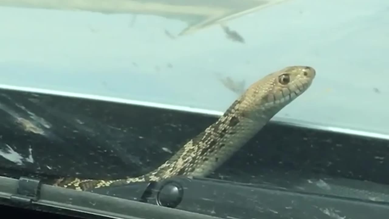 He heard that life is highway and he just wanted to see what that was about! 🚘🐍