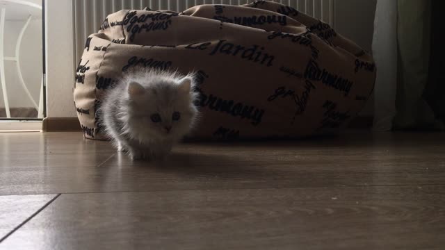 Funny little kitten